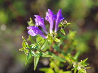 オウゴンエキス