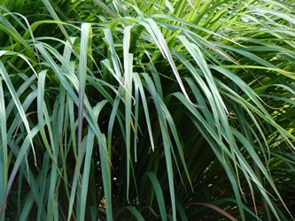 レモングラスの効果・特徴と使い方