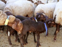 羊プラセンタの特徴と効果