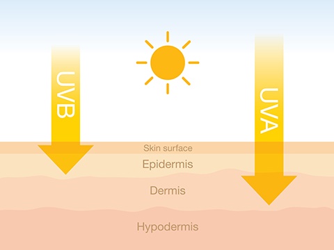 【原因2】紫外線、乾燥(物理的刺激)