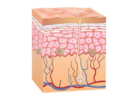 角質層には肌のうるおいを守る働きも