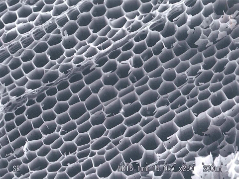 活性炭の穴の顕微鏡写真
