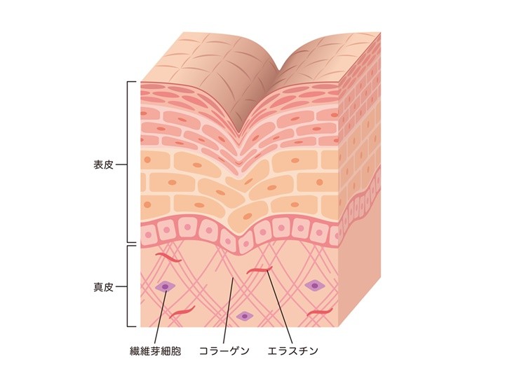 肌の構造図