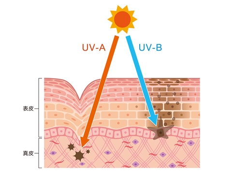UV-A波とUV-B波の違いイラスト