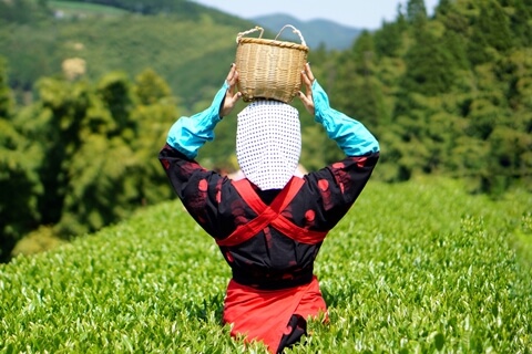 お茶畑で働く女性イメージ