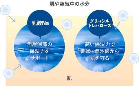 肌や空気中の水分