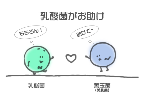 乳酸菌がお助け