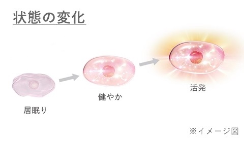 角質細胞の状態変化