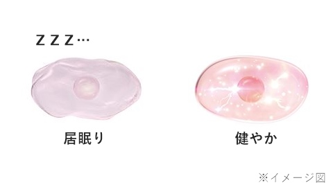 居眠り細胞と元気な細胞のイメージ図