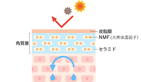 NMF(天然保湿因子）が豊富な肌細胞の図説