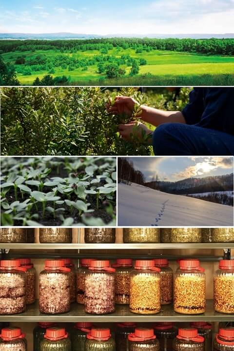 植物を摘み取り漬け込むイメージ