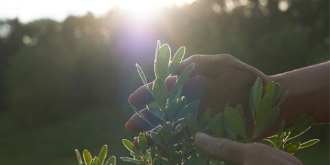 植物を育てるイメージ
