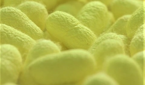 みどり繭の画像