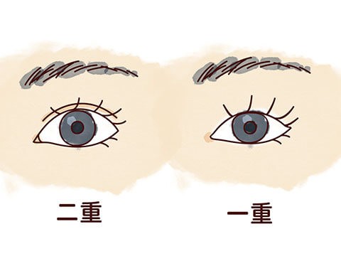 図:二重と一重の比較