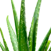 アロエ